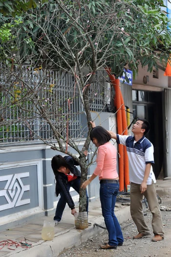 Chưa đầy 2 tuần nữa đến Tết nguyên đán Canh Dần, trên đường phố Hà Nội bắt đầu nườm nượp đào quất trên những chiếc xe máy. Không khí khẩn trương, chuẩn bị cho một mùa xuân ấm áp. Đào trên đường về nhà. Những cô gái chở đào làm cho không khí xuân càng thêm rộn rã. Gánh hàng hoa rong giờ đã có thêm cành đào hồng rực. Một cây quất vừa được chở đến tận nơi, phố Hàng Bồ. Những cành đào rừng được chở từ miền núi về bày bán trên đường Âu Cơ. Một cửa hàng hoa đang chuẩn bị những cây mai đỏ, loài hoa lần đầu có mặt tại Hà Nội. Anh Hải, giảng viên trường ĐH Thủy Lợi, mua chậu mai đỏ giá 300 nghìn đồng về chơi Tết. Bà cụ Hương ở phố Quán Thánh chọn mua những bông hoa trước cửa nhà.