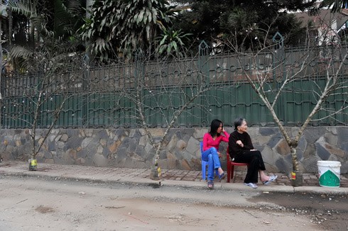 Chưa đầy 2 tuần nữa đến Tết nguyên đán Canh Dần, trên đường phố Hà Nội bắt đầu nườm nượp đào quất trên những chiếc xe máy. Không khí khẩn trương, chuẩn bị cho một mùa xuân ấm áp. Đào trên đường về nhà. Những cô gái chở đào làm cho không khí xuân càng thêm rộn rã. Gánh hàng hoa rong giờ đã có thêm cành đào hồng rực. Một cây quất vừa được chở đến tận nơi, phố Hàng Bồ. Những cành đào rừng được chở từ miền núi về bày bán trên đường Âu Cơ. Một cửa hàng hoa đang chuẩn bị những cây mai đỏ, loài hoa lần đầu có mặt tại Hà Nội. Anh Hải, giảng viên trường ĐH Thủy Lợi, mua chậu mai đỏ giá 300 nghìn đồng về chơi Tết. Bà cụ Hương ở phố Quán Thánh chọn mua những bông hoa trước cửa nhà.