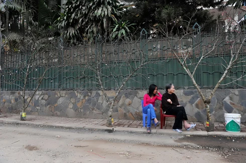 Chưa đầy 2 tuần nữa đến Tết nguyên đán Canh Dần, trên đường phố Hà Nội bắt đầu nườm nượp đào quất trên những chiếc xe máy. Không khí khẩn trương, chuẩn bị cho một mùa xuân ấm áp. Đào trên đường về nhà. Những cô gái chở đào làm cho không khí xuân càng thêm rộn rã. Gánh hàng hoa rong giờ đã có thêm cành đào hồng rực. Một cây quất vừa được chở đến tận nơi, phố Hàng Bồ. Những cành đào rừng được chở từ miền núi về bày bán trên đường Âu Cơ. Một cửa hàng hoa đang chuẩn bị những cây mai đỏ, loài hoa lần đầu có mặt tại Hà Nội. Anh Hải, giảng viên trường ĐH Thủy Lợi, mua chậu mai đỏ giá 300 nghìn đồng về chơi Tết. Bà cụ Hương ở phố Quán Thánh chọn mua những bông hoa trước cửa nhà.