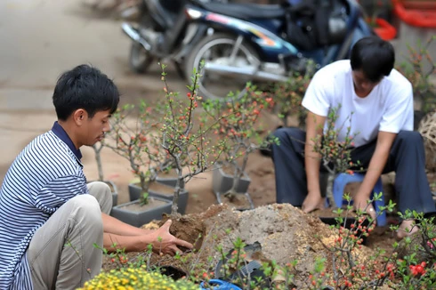 Chưa đầy 2 tuần nữa đến Tết nguyên đán Canh Dần, trên đường phố Hà Nội bắt đầu nườm nượp đào quất trên những chiếc xe máy. Không khí khẩn trương, chuẩn bị cho một mùa xuân ấm áp. Đào trên đường về nhà. Những cô gái chở đào làm cho không khí xuân càng thêm rộn rã. Gánh hàng hoa rong giờ đã có thêm cành đào hồng rực. Một cây quất vừa được chở đến tận nơi, phố Hàng Bồ. Những cành đào rừng được chở từ miền núi về bày bán trên đường Âu Cơ. Một cửa hàng hoa đang chuẩn bị những cây mai đỏ, loài hoa lần đầu có mặt tại Hà Nội. Anh Hải, giảng viên trường ĐH Thủy Lợi, mua chậu mai đỏ giá 300 nghìn đồng về chơi Tết. Bà cụ Hương ở phố Quán Thánh chọn mua những bông hoa trước cửa nhà.