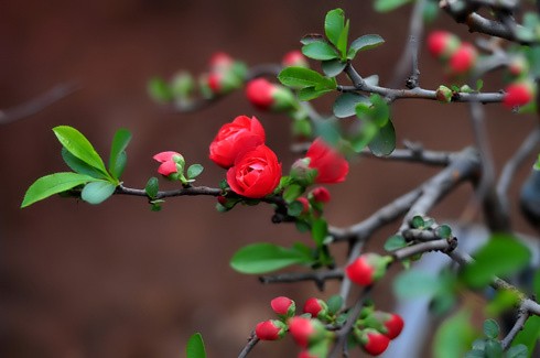 Chưa đầy 2 tuần nữa đến Tết nguyên đán Canh Dần, trên đường phố Hà Nội bắt đầu nườm nượp đào quất trên những chiếc xe máy. Không khí khẩn trương, chuẩn bị cho một mùa xuân ấm áp. Đào trên đường về nhà. Những cô gái chở đào làm cho không khí xuân càng thêm rộn rã. Gánh hàng hoa rong giờ đã có thêm cành đào hồng rực. Một cây quất vừa được chở đến tận nơi, phố Hàng Bồ. Những cành đào rừng được chở từ miền núi về bày bán trên đường Âu Cơ. Một cửa hàng hoa đang chuẩn bị những cây mai đỏ, loài hoa lần đầu có mặt tại Hà Nội. Anh Hải, giảng viên trường ĐH Thủy Lợi, mua chậu mai đỏ giá 300 nghìn đồng về chơi Tết. Bà cụ Hương ở phố Quán Thánh chọn mua những bông hoa trước cửa nhà.