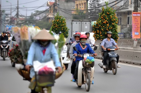 Chưa đầy 2 tuần nữa đến Tết nguyên đán Canh Dần, trên đường phố Hà Nội bắt đầu nườm nượp đào quất trên những chiếc xe máy. Không khí khẩn trương, chuẩn bị cho một mùa xuân ấm áp. Đào trên đường về nhà. Những cô gái chở đào làm cho không khí xuân càng thêm rộn rã. Gánh hàng hoa rong giờ đã có thêm cành đào hồng rực. Một cây quất vừa được chở đến tận nơi, phố Hàng Bồ. Những cành đào rừng được chở từ miền núi về bày bán trên đường Âu Cơ. Một cửa hàng hoa đang chuẩn bị những cây mai đỏ, loài hoa lần đầu có mặt tại Hà Nội. Anh Hải, giảng viên trường ĐH Thủy Lợi, mua chậu mai đỏ giá 300 nghìn đồng về chơi Tết. Bà cụ Hương ở phố Quán Thánh chọn mua những bông hoa trước cửa nhà.