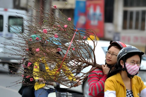 Chưa đầy 2 tuần nữa đến Tết nguyên đán Canh Dần, trên đường phố Hà Nội bắt đầu nườm nượp đào quất trên những chiếc xe máy. Không khí khẩn trương, chuẩn bị cho một mùa xuân ấm áp. Đào trên đường về nhà. Những cô gái chở đào làm cho không khí xuân càng thêm rộn rã. Gánh hàng hoa rong giờ đã có thêm cành đào hồng rực. Một cây quất vừa được chở đến tận nơi, phố Hàng Bồ. Những cành đào rừng được chở từ miền núi về bày bán trên đường Âu Cơ. Một cửa hàng hoa đang chuẩn bị những cây mai đỏ, loài hoa lần đầu có mặt tại Hà Nội. Anh Hải, giảng viên trường ĐH Thủy Lợi, mua chậu mai đỏ giá 300 nghìn đồng về chơi Tết. Bà cụ Hương ở phố Quán Thánh chọn mua những bông hoa trước cửa nhà.