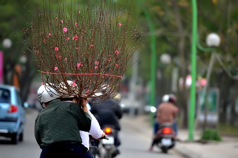 Chưa đầy 2 tuần nữa đến Tết nguyên đán Canh Dần, trên đường phố Hà Nội bắt đầu nườm nượp đào quất trên những chiếc xe máy. Không khí khẩn trương, chuẩn bị cho một mùa xuân ấm áp. Đào trên đường về nhà. Những cô gái chở đào làm cho không khí xuân càng thêm rộn rã. Gánh hàng hoa rong giờ đã có thêm cành đào hồng rực. Một cây quất vừa được chở đến tận nơi, phố Hàng Bồ. Những cành đào rừng được chở từ miền núi về bày bán trên đường Âu Cơ. Một cửa hàng hoa đang chuẩn bị những cây mai đỏ, loài hoa lần đầu có mặt tại Hà Nội. Anh Hải, giảng viên trường ĐH Thủy Lợi, mua chậu mai đỏ giá 300 nghìn đồng về chơi Tết. Bà cụ Hương ở phố Quán Thánh chọn mua những bông hoa trước cửa nhà.