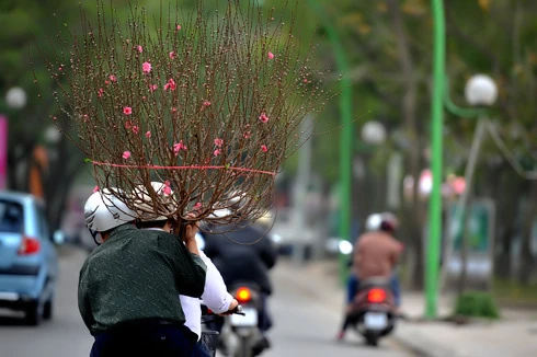 Chưa đầy 2 tuần nữa đến Tết nguyên đán Canh Dần, trên đường phố Hà Nội bắt đầu nườm nượp đào quất trên những chiếc xe máy. Không khí khẩn trương, chuẩn bị cho một mùa xuân ấm áp. Đào trên đường về nhà. Những cô gái chở đào làm cho không khí xuân càng thêm rộn rã. Gánh hàng hoa rong giờ đã có thêm cành đào hồng rực. Một cây quất vừa được chở đến tận nơi, phố Hàng Bồ. Những cành đào rừng được chở từ miền núi về bày bán trên đường Âu Cơ. Một cửa hàng hoa đang chuẩn bị những cây mai đỏ, loài hoa lần đầu có mặt tại Hà Nội. Anh Hải, giảng viên trường ĐH Thủy Lợi, mua chậu mai đỏ giá 300 nghìn đồng về chơi Tết. Bà cụ Hương ở phố Quán Thánh chọn mua những bông hoa trước cửa nhà.