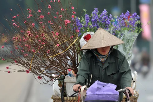 Chưa đầy 2 tuần nữa đến Tết nguyên đán Canh Dần, trên đường phố Hà Nội bắt đầu nườm nượp đào quất trên những chiếc xe máy. Không khí khẩn trương, chuẩn bị cho một mùa xuân ấm áp. Đào trên đường về nhà. Những cô gái chở đào làm cho không khí xuân càng thêm rộn rã. Gánh hàng hoa rong giờ đã có thêm cành đào hồng rực. Một cây quất vừa được chở đến tận nơi, phố Hàng Bồ. Những cành đào rừng được chở từ miền núi về bày bán trên đường Âu Cơ. Một cửa hàng hoa đang chuẩn bị những cây mai đỏ, loài hoa lần đầu có mặt tại Hà Nội. Anh Hải, giảng viên trường ĐH Thủy Lợi, mua chậu mai đỏ giá 300 nghìn đồng về chơi Tết. Bà cụ Hương ở phố Quán Thánh chọn mua những bông hoa trước cửa nhà.