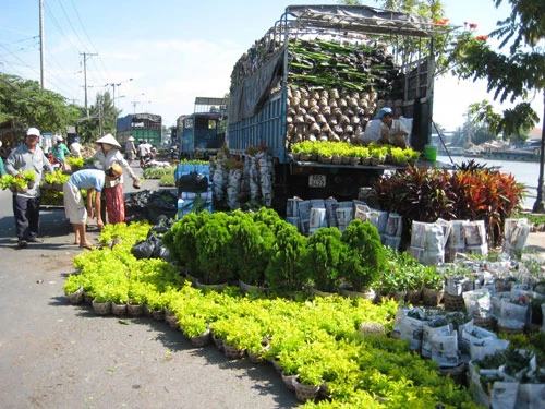 Dạo chơi làng hoa Tết ảnh 2