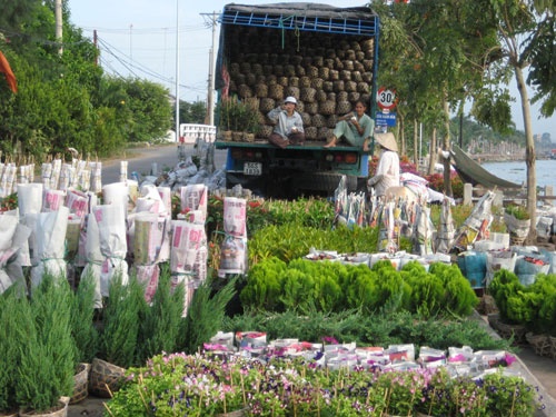 Dạo chơi làng hoa Tết ảnh 3