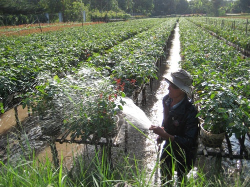 Dạo chơi làng hoa Tết ảnh 4