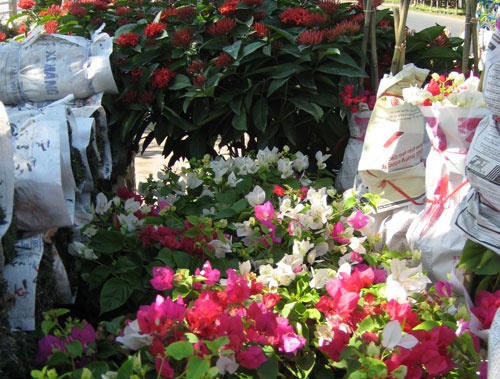 Dạo chơi làng hoa Tết ảnh 5