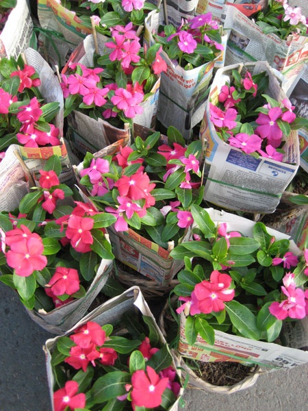 Dạo chơi làng hoa Tết ảnh 6