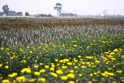 Sắc vàng Tây Tựu ảnh 2