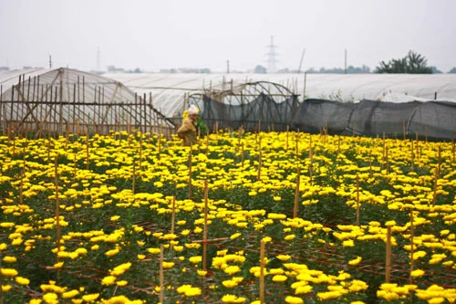 Sắc vàng Tây Tựu ảnh 3