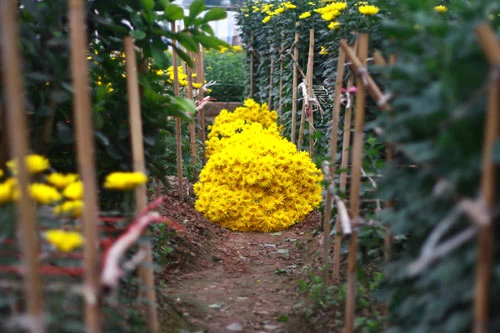 Sắc vàng Tây Tựu ảnh 4