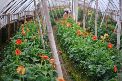 Sắc vàng Tây Tựu ảnh 7