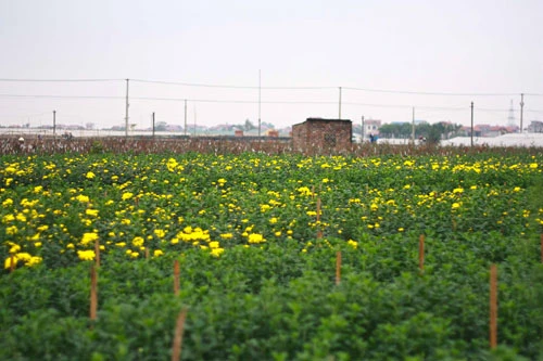 Sắc vàng Tây Tựu ảnh 8