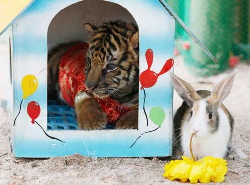 Trẻ em trong trang phục cọp tại một buổi biểu diễn đón Tết Canh Dần ở thành phố Bạc Châu, tỉnh An Huy (Trung Quốc). “Tiểu hổ” tên Sky trong vòng thi thể hiện sự nhanh nhẹn ở Giải Vô địch Mèo UFO 2010 tại Hồng Kông. Người bán trưng bày pháo hoa trong cửa tiệm ở thành phố duyên hải Thanh Đảo, tỉnh Sơn Đông (Trung Quốc). Người bán hàng rong ngồi ngáp cạnh một chú cọp trang trí tại một khu chợ ở Quảng Châu, tỉnh Quảng Đông (Trung Quốc). Đầu cọp trang trí được đặt trước một trung tâm mua sắm ở Bangkok (Thái Lan). Tượng cọp khổng lổ tại Festival Tuyết Daegwallyeong ở Pyeongchang (Hàn Quốc). Nhân viên ngân hàng trung ương của Đài Loan khoe đồng xu được phát hành để đánh dấu năm Cọp. Thị trưởng London Boris Johnson trong lớp hóa trang ở khu Chinatown để quảng bá cho lễ đón Tết Trung Quốc tại thủ đô của Anh. Hai cha con cùng hóa trang thành cọp tại cuộc thi bò dành cho trẻ em trong một trung tâm mua sắm ở Hồng Kông. Cọp nhồi bông được bày bán tại Thượng Hải (Trung Quốc). Đèn lồng cọp trên một con phố ở Nam Kinh, tỉnh Giang Tô (Trung Quốc). Đèn lồng hình cọp đặt tại lối ra vào của lễ hội băng tuyết Diên Khánh ở ngoại ô thủ đô Bắc Kinh (Trung Quốc). Thỏ nằm cạnh cọp con trong Sở thú cọp Sriracha ở tỉnh Chonburi (Thái Lan). Bánh mì hấp được tạo hình giống cọp để đón Tết Canh Dần ở huyện Vạn Vinh, thành phố Vận Thành, tỉnh Sơn Tây (Trung Quốc). Châu Á rộn ràng chuẩn bị Tết