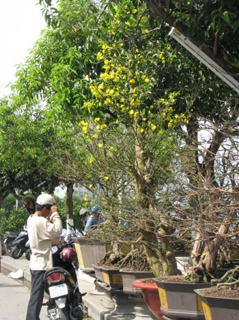 Làng hoa đợi Tết ảnh 4