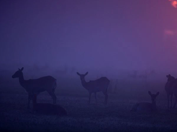 Thiên nhiên diệu kỳ trong sắc tím huyền hoặc ảnh 3