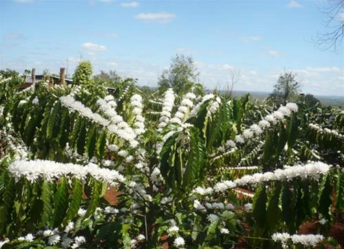 Trăm hoa khoe sắc nơi nhà vườn