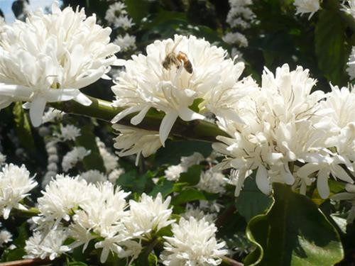 Hương thơm ngào ngạt của hoa cà phê thu hút một chú ong Hương thơm ngào ngạt của hoa cà phê thu hút một chú ong