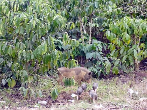 Mẹ con "ủn ỉn" tung tăng tìm thức ăn trong vườn cà phê