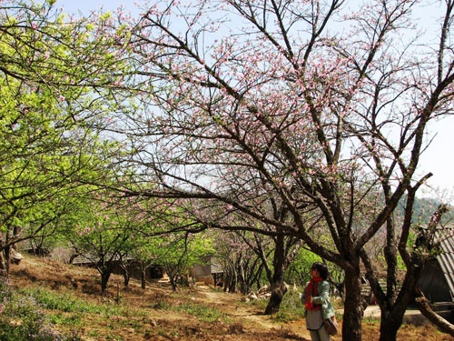 Xuân về trên cao nguyên Mộc Châu! ảnh 9