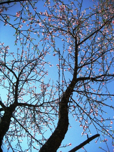 Xuân về trên cao nguyên Mộc Châu! ảnh 10