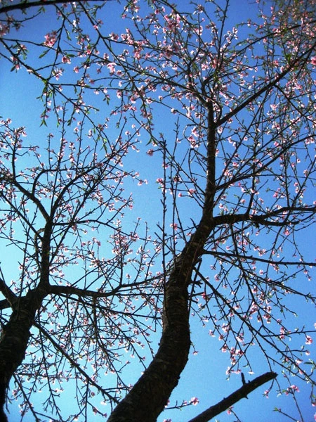 Xuân về trên cao nguyên Mộc Châu! ảnh 10