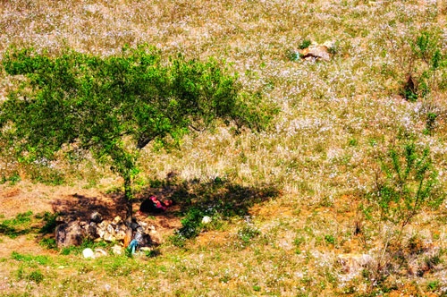 Xuân về trên cao nguyên Mộc Châu! ảnh 11