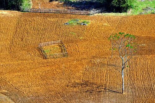 Xuân về trên cao nguyên Mộc Châu! ảnh 12