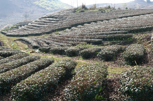 Xuân về trên cao nguyên Mộc Châu! ảnh 2