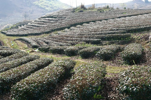 Xuân về trên cao nguyên Mộc Châu! ảnh 2