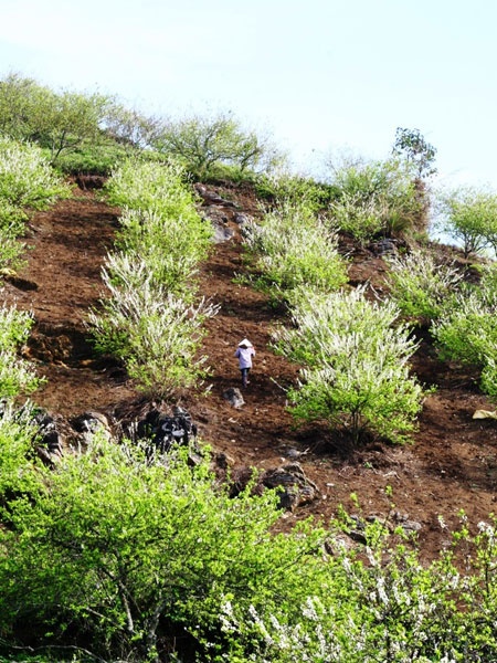 Xuân về trên cao nguyên Mộc Châu! ảnh 3