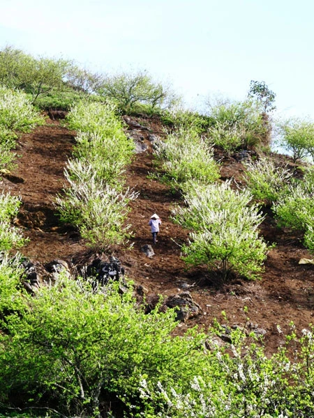 Xuân về trên cao nguyên Mộc Châu! ảnh 3