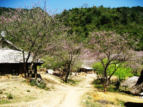 Xuân về trên cao nguyên Mộc Châu! ảnh 4