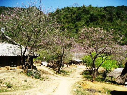 Xuân về trên cao nguyên Mộc Châu! ảnh 4