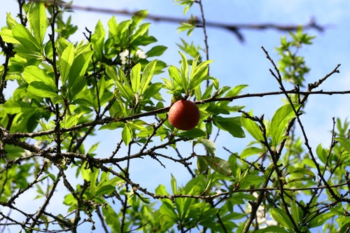 Xuân về trên cao nguyên Mộc Châu! ảnh 5
