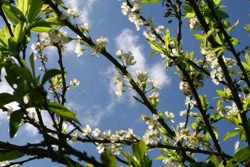 Xuân về trên cao nguyên Mộc Châu! ảnh 6