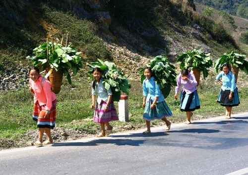 Xuân về trên cao nguyên Mộc Châu! ảnh 7