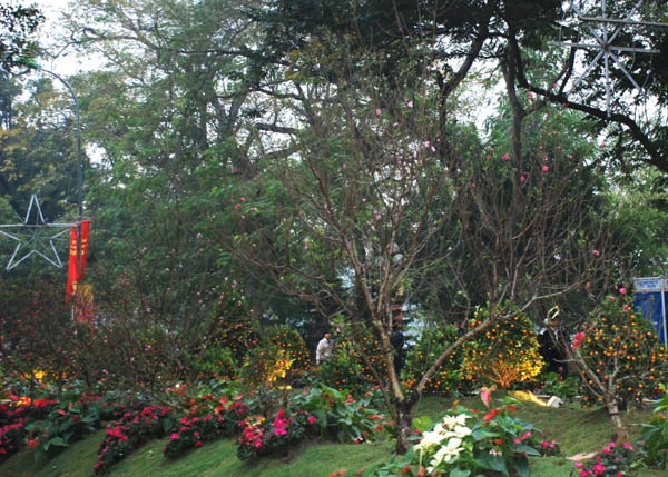 Tưng bừng khai hội phố hoa ảnh 30