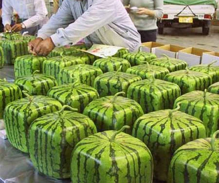 Hoa quả 'độc' đắt hàng dịp tết ảnh 1