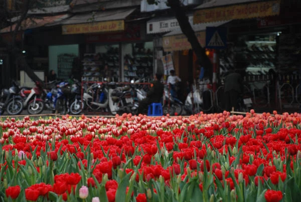 Tưng bừng khai hội phố hoa ảnh 33