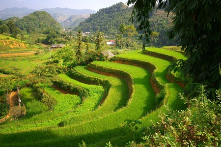 Xuân sớm trên rẻo cao Bắc Hà ảnh 1