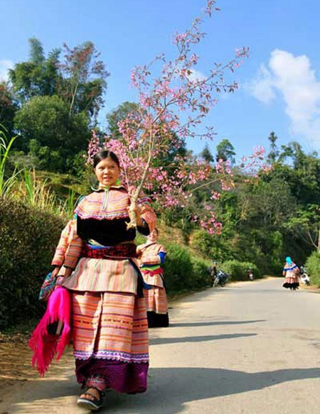 Xuân sớm trên rẻo cao Bắc Hà ảnh 3