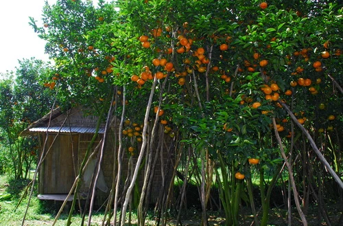 Vườn quýt hồng trĩu quả đến mức phải dùng cây chống để không gãy nhánh