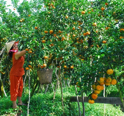 Nhà vườn hái quýt liên tục mới đáp ứng nhu cầu của thương lái Quýt được phân loại trước khi đóng vào thùng xốp đưa đi tiêu thụ Vận chuyển quýt hồng mới thu hoạch từ nhà vườn ra đường lộ giao cho thương lái Nhà vườn của anh Phạm Văn Hùng ở xã Long Hậu đã ba đời gắn bó với những thăng trầm của cây quýt hồng. Năm nay anh Hùng thật vui vì quýt trúng mùa, được giá Có đến 2/3 sản lượng quýt hồng Lai Vung được tiêu thụ tại thị trường TP.HCM. Do chưa có công nghệ bảo quản tốt nên quýt hồng Lai Vung chỉ đến với các địa phương từ Đà Nẵng trở vào. Trong ảnh: các thùng quýt được đưa lên xe tải Vườn quýt hồng trĩu quả là cảm hứng sáng tác của nhiều nghệ sĩ nhiếp ảnh. Trong ảnh: tác giả Thảo Nguyên tặng bức ảnh đoạt huy chương bạc Liên hoan ảnh đồng bằng sông Cửu Long và cúp bạc VAPA 2009 cho chủ vườn Nguyễn Phú Nhuận ở ấp Long Hưng 1, xã Long Hậu (nhân vật nữ trong ảnh là vợ anh Nhuận). Anh Nhuận nói: “Trúng vụ quýt năm nay tôi sẽ cất nhà mới để treo tấm hình này!”