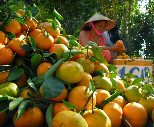 Nhà vườn hái quýt liên tục mới đáp ứng nhu cầu của thương lái Quýt được phân loại trước khi đóng vào thùng xốp đưa đi tiêu thụ Vận chuyển quýt hồng mới thu hoạch từ nhà vườn ra đường lộ giao cho thương lái Nhà vườn của anh Phạm Văn Hùng ở xã Long Hậu đã ba đời gắn bó với những thăng trầm của cây quýt hồng. Năm nay anh Hùng thật vui vì quýt trúng mùa, được giá Có đến 2/3 sản lượng quýt hồng Lai Vung được tiêu thụ tại thị trường TP.HCM. Do chưa có công nghệ bảo quản tốt nên quýt hồng Lai Vung chỉ đến với các địa phương từ Đà Nẵng trở vào. Trong ảnh: các thùng quýt được đưa lên xe tải Vườn quýt hồng trĩu quả là cảm hứng sáng tác của nhiều nghệ sĩ nhiếp ảnh. Trong ảnh: tác giả Thảo Nguyên tặng bức ảnh đoạt huy chương bạc Liên hoan ảnh đồng bằng sông Cửu Long và cúp bạc VAPA 2009 cho chủ vườn Nguyễn Phú Nhuận ở ấp Long Hưng 1, xã Long Hậu (nhân vật nữ trong ảnh là vợ anh Nhuận). Anh Nhuận nói: “Trúng vụ quýt năm nay tôi sẽ cất nhà mới để treo tấm hình này!”