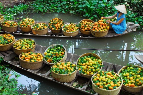 Nhà vườn hái quýt liên tục mới đáp ứng nhu cầu của thương lái Quýt được phân loại trước khi đóng vào thùng xốp đưa đi tiêu thụ Vận chuyển quýt hồng mới thu hoạch từ nhà vườn ra đường lộ giao cho thương lái Nhà vườn của anh Phạm Văn Hùng ở xã Long Hậu đã ba đời gắn bó với những thăng trầm của cây quýt hồng. Năm nay anh Hùng thật vui vì quýt trúng mùa, được giá Có đến 2/3 sản lượng quýt hồng Lai Vung được tiêu thụ tại thị trường TP.HCM. Do chưa có công nghệ bảo quản tốt nên quýt hồng Lai Vung chỉ đến với các địa phương từ Đà Nẵng trở vào. Trong ảnh: các thùng quýt được đưa lên xe tải Vườn quýt hồng trĩu quả là cảm hứng sáng tác của nhiều nghệ sĩ nhiếp ảnh. Trong ảnh: tác giả Thảo Nguyên tặng bức ảnh đoạt huy chương bạc Liên hoan ảnh đồng bằng sông Cửu Long và cúp bạc VAPA 2009 cho chủ vườn Nguyễn Phú Nhuận ở ấp Long Hưng 1, xã Long Hậu (nhân vật nữ trong ảnh là vợ anh Nhuận). Anh Nhuận nói: “Trúng vụ quýt năm nay tôi sẽ cất nhà mới để treo tấm hình này!” Nhà vườn hái quýt liên tục mới đáp ứng nhu cầu của thương lái Quýt được phân loại trước khi đóng vào thùng xốp đưa đi tiêu thụ Vận chuyển quýt hồng mới thu hoạch từ nhà vườn ra đường lộ giao cho thương lái Nhà vườn của anh Phạm Văn Hùng ở xã Long Hậu đã ba đời gắn bó với những thăng trầm của cây quýt hồng. Năm nay anh Hùng thật vui vì quýt trúng mùa, được giá Có đến 2/3 sản lượng quýt hồng Lai Vung được tiêu thụ tại thị trường TP.HCM. Do chưa có công nghệ bảo quản tốt nên quýt hồng Lai Vung chỉ đến với các địa phương từ Đà Nẵng trở vào. Trong ảnh: các thùng quýt được đưa lên xe tải Vườn quýt hồng trĩu quả là cảm hứng sáng tác của nhiều nghệ sĩ nhiếp ảnh. Trong ảnh: tác giả Thảo Nguyên tặng bức ảnh đoạt huy chương bạc Liên hoan ảnh đồng bằng sông Cửu Long và cúp bạc VAPA 2009 cho chủ vườn Nguyễn Phú Nhuận ở ấp Long Hưng 1, xã Long Hậu (nhân vật nữ trong ảnh là vợ anh Nhuận). Anh Nhuận nói: “Trúng vụ quýt năm nay tôi sẽ cất nhà mới để treo tấm hình này!”