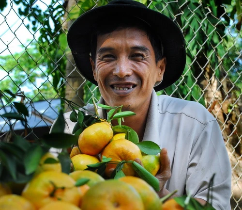 Nhà vườn hái quýt liên tục mới đáp ứng nhu cầu của thương lái Quýt được phân loại trước khi đóng vào thùng xốp đưa đi tiêu thụ Vận chuyển quýt hồng mới thu hoạch từ nhà vườn ra đường lộ giao cho thương lái Nhà vườn của anh Phạm Văn Hùng ở xã Long Hậu đã ba đời gắn bó với những thăng trầm của cây quýt hồng. Năm nay anh Hùng thật vui vì quýt trúng mùa, được giá Có đến 2/3 sản lượng quýt hồng Lai Vung được tiêu thụ tại thị trường TP.HCM. Do chưa có công nghệ bảo quản tốt nên quýt hồng Lai Vung chỉ đến với các địa phương từ Đà Nẵng trở vào. Trong ảnh: các thùng quýt được đưa lên xe tải Vườn quýt hồng trĩu quả là cảm hứng sáng tác của nhiều nghệ sĩ nhiếp ảnh. Trong ảnh: tác giả Thảo Nguyên tặng bức ảnh đoạt huy chương bạc Liên hoan ảnh đồng bằng sông Cửu Long và cúp bạc VAPA 2009 cho chủ vườn Nguyễn Phú Nhuận ở ấp Long Hưng 1, xã Long Hậu (nhân vật nữ trong ảnh là vợ anh Nhuận). Anh Nhuận nói: “Trúng vụ quýt năm nay tôi sẽ cất nhà mới để treo tấm hình này!”